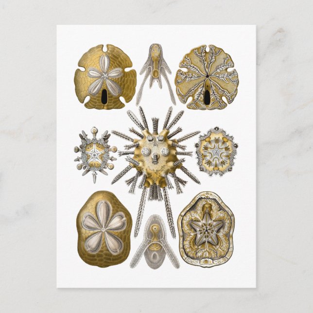 Young Sea Urchins Vykort (Framsida)