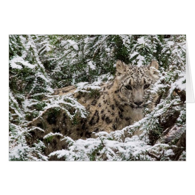 Young Snö Leopard Hälsningskort (Framsidan Horizontal)