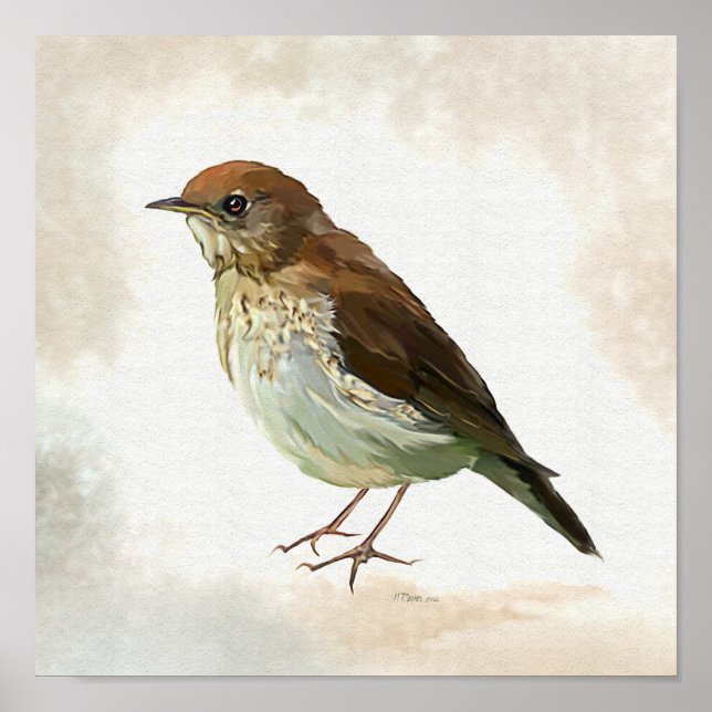 Young Song Thrush in snow Poster (Framsidan)