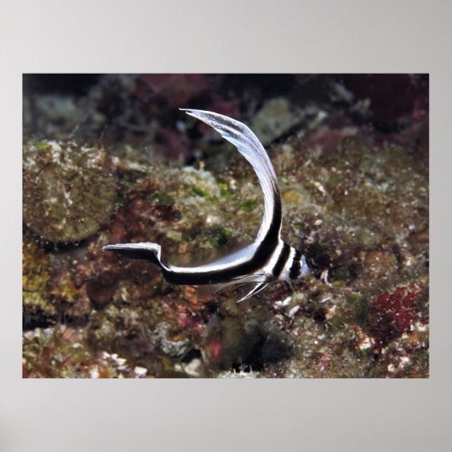 Young Spoted Drum Poster (Framsidan)