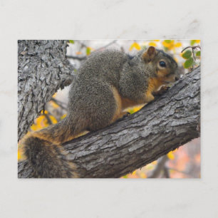 Young Squirrel i Träd Vykort
