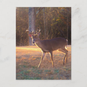 Young Stag Hjort i Sol Light Vykort