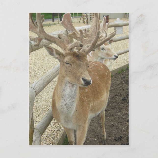 Young Stags Vykort (Framsida)
