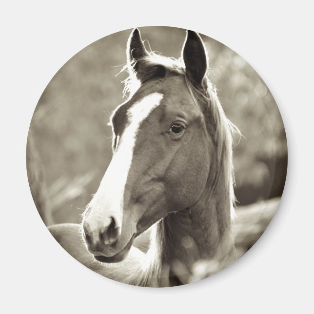 Young Stallion Magnet (Framsidan)