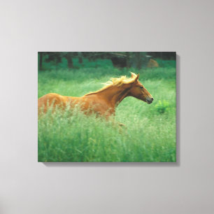 Young Stallion Springa genom Meadow Canvastryck