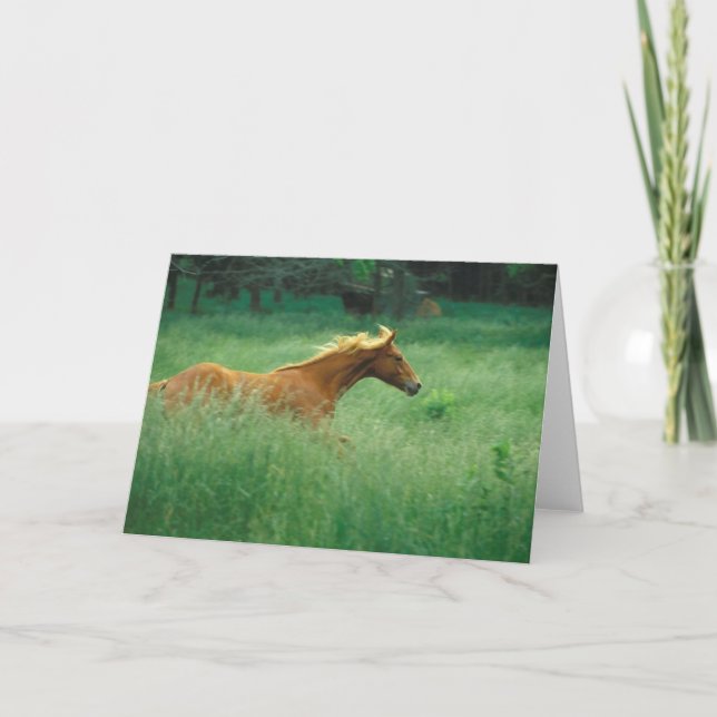 Young Stallion Springa genom Meadow Kort (Framsida)