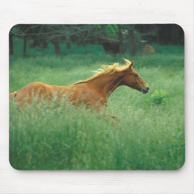 Young Stallion Springa genom Meadow Musmatta (Framsidan)