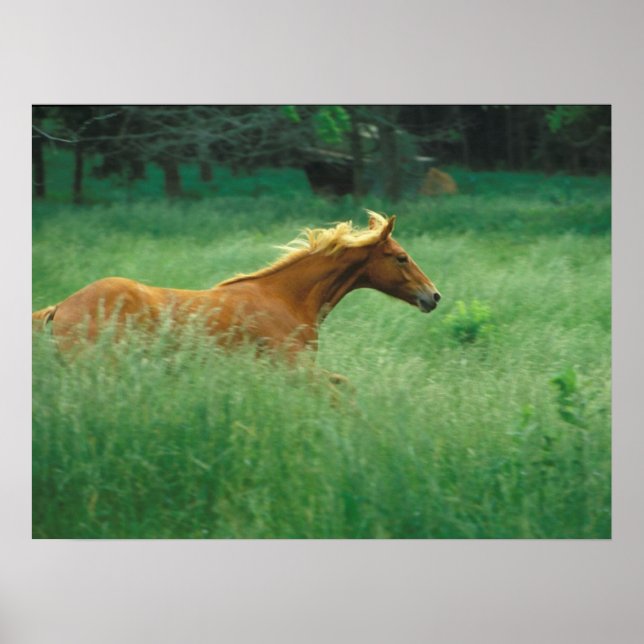 Young Stallion Springa genom Meadow Poster (Framsidan)