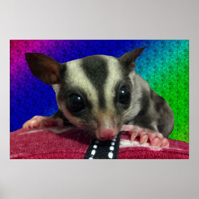 Young Sugar Glider Poster (Framsidan)