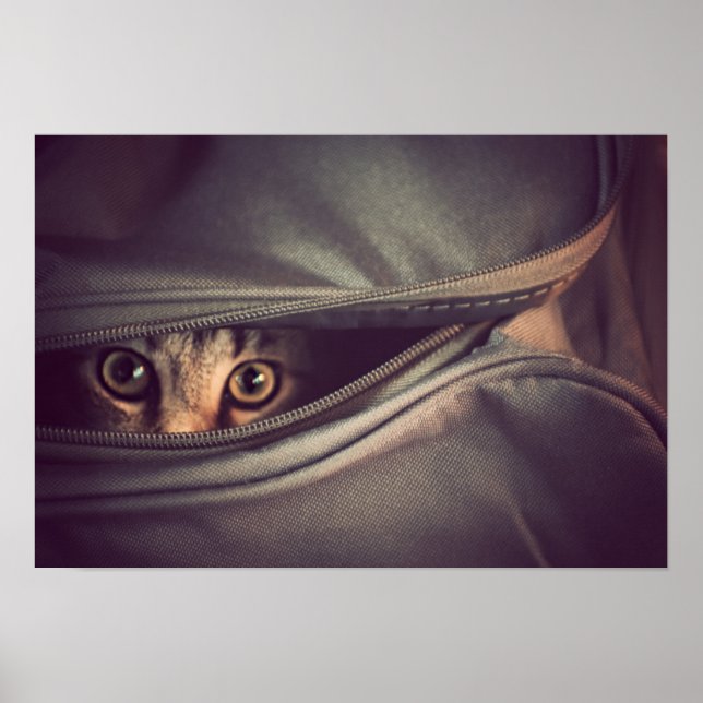 Young Tabby Kitten Poster (Framsidan)