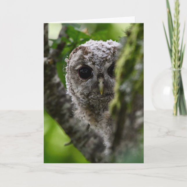 Young tawny uggla kort (Framsida)