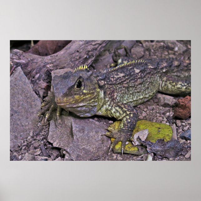 Young Tuatara Poster (Framsidan)
