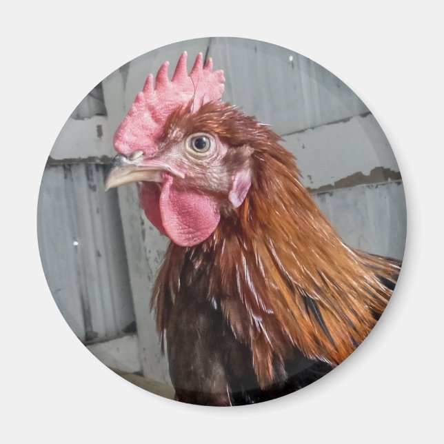 Young Welsommar Tupp Chicken Magnet (Framsidan)