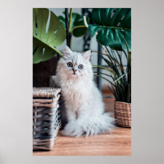 Young White Persian Cat Sitta med växter Poster