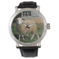 Young White Sheep on Farm Photo by Sandy Closs