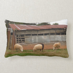 Young White Sheep on Farm Photo by Sandy Closs Lumbarkudde
