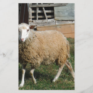 Young White Sheep på gårmen Brevpapper