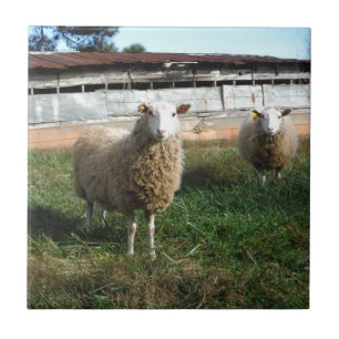 Young White Sheep på gårmen Kakelplatta