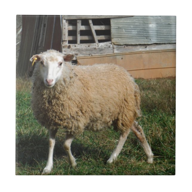 Young White Sheep på gårmen Kakelplatta (Framsidan)