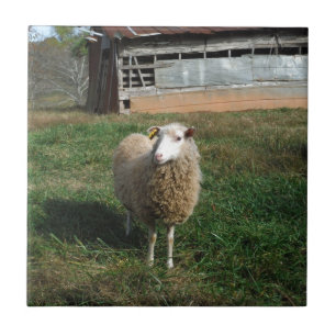 Young White Sheep på gårmen Kakelplatta
