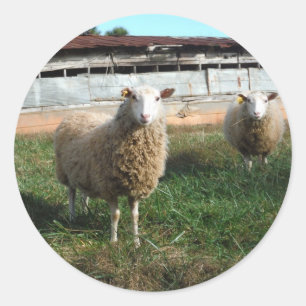 Young White Sheep på gårmen Runt Klistermärke