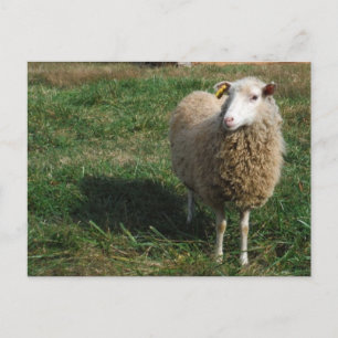 Young White Sheep på gårmen Vykort