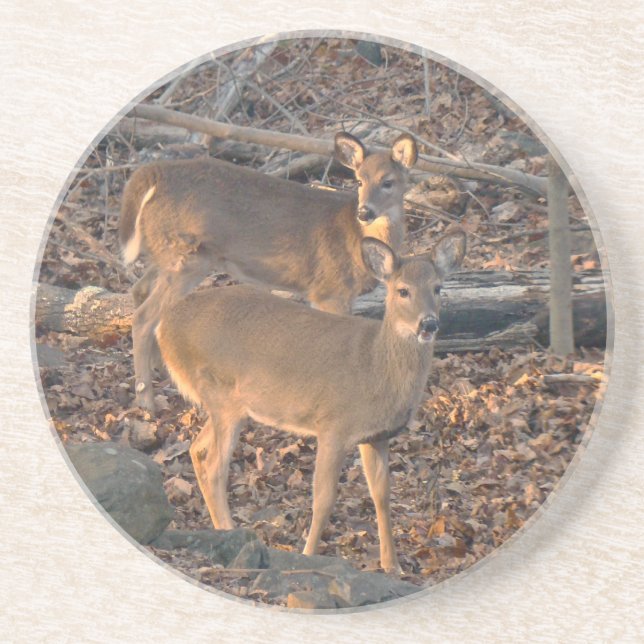 Young Whitetail Hjort Series Underlägg Sandsten (Framsidan)