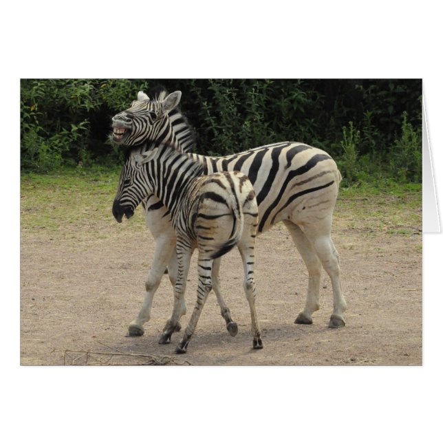 Young Zebra och Mor Spela Hälsningskort (Framsidan Horizontal)