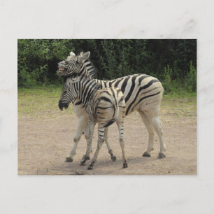 Young Zebra och Mor Spela Vykort