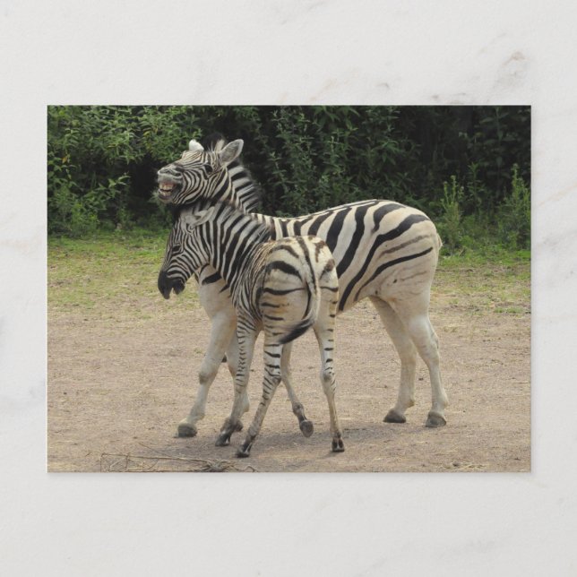Young Zebra och Mor Spela Vykort (Framsida)