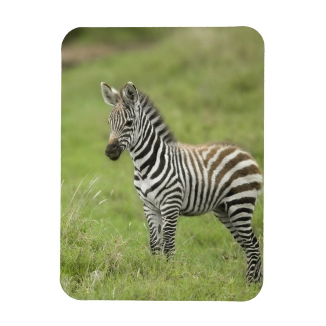 Young Zebra på Serengeti-slätten Magnet (Vertikal)