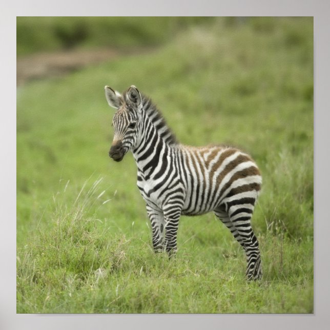 Young Zebra på Serengeti-slätten Poster (Framsidan)