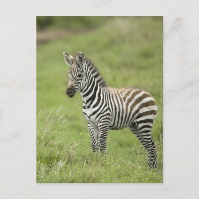 Young Zebra på Serengeti-slätten Vykort (Framsida)