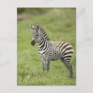 Young Zebra på Serengeti-slätten Vykort