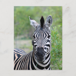 Young Zebra Wildlife of Afrika Vykort