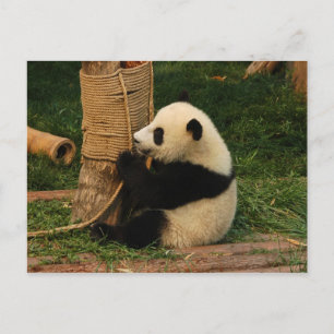 Yrklig panda vykort