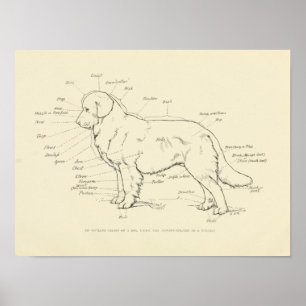 Yta-anatomin i Hund-diagrammet Poster