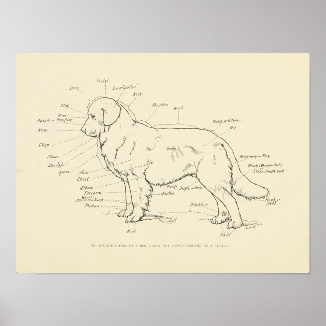 Yta-anatomin i Hund-diagrammet Poster (Framsidan)