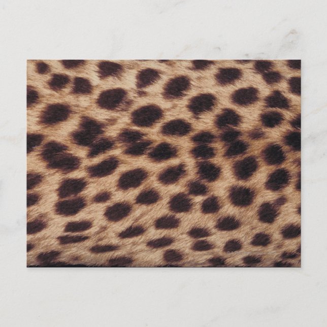 Yta i det fläckiga kattdjuret vykort (Framsida)