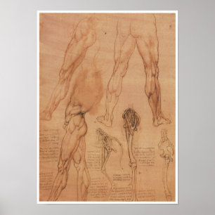 Ytaanatomi av den lägre höjdpunkten, Da Vinci Poster