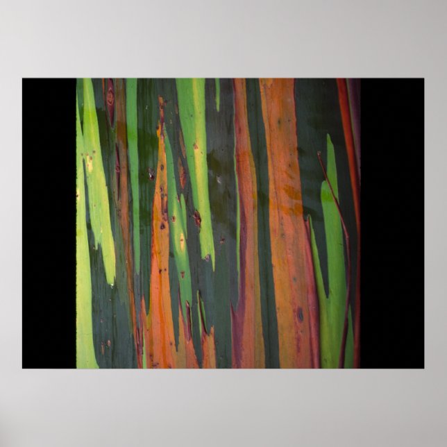 Ytterligare Rainbow Eucalyptus Poster (Framsidan)