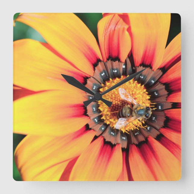 Ytterlighetnärbild av ett bi som samlar Pollen Fyrkantig Klocka (Framsida)