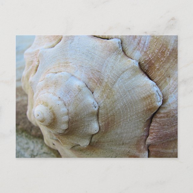 Yttre Banker Conch Seashell Vykort (Framsida)
