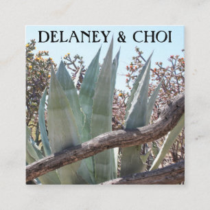 Yucca Aloe Desert Photo Landscaper Garden Cactus Fyrkantigt Visitkort