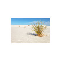 Yucca at White Sands