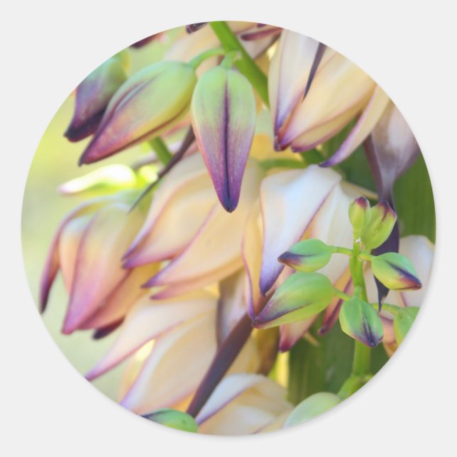 Yucca-blommans etikett (Framsida)