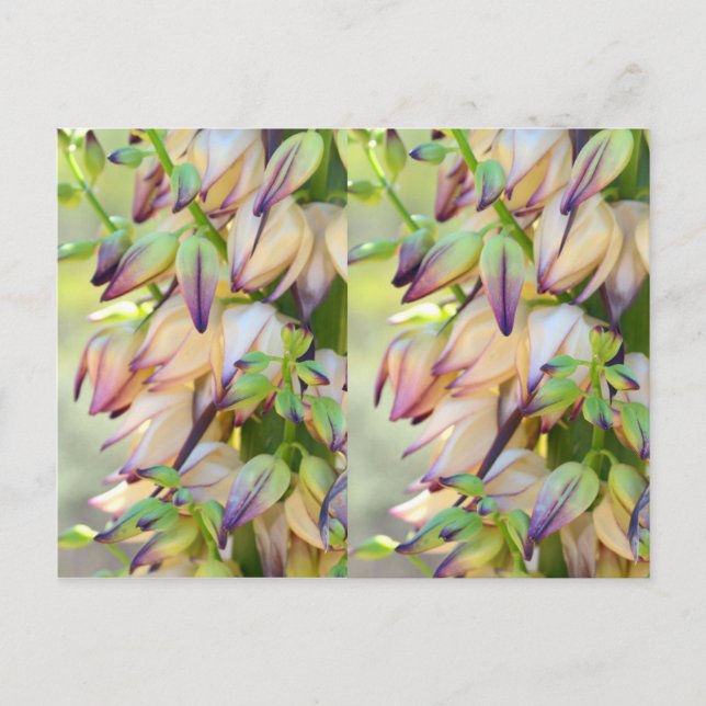 yucca-blomstervykort vykort (Framsida)