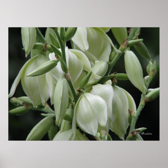 Yucca Blooms Poster (Framsidan)
