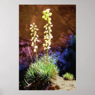 Yucca Flowers i Huvudstad Reef Poster