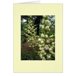 Yucca Hälsningskort